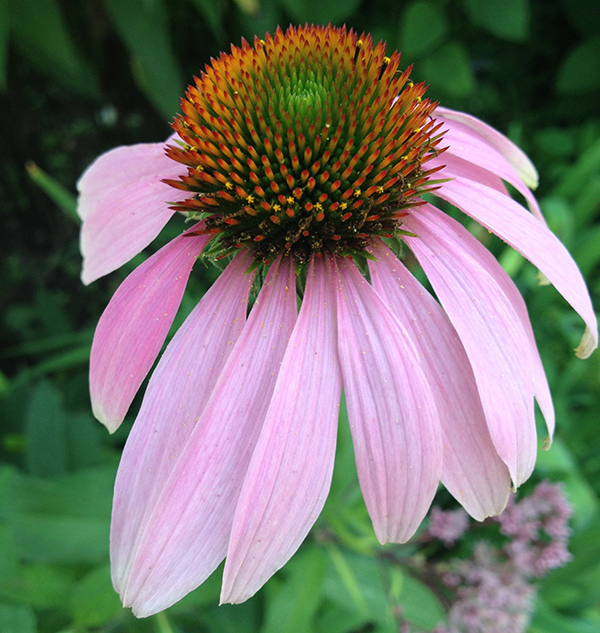 Echinacea