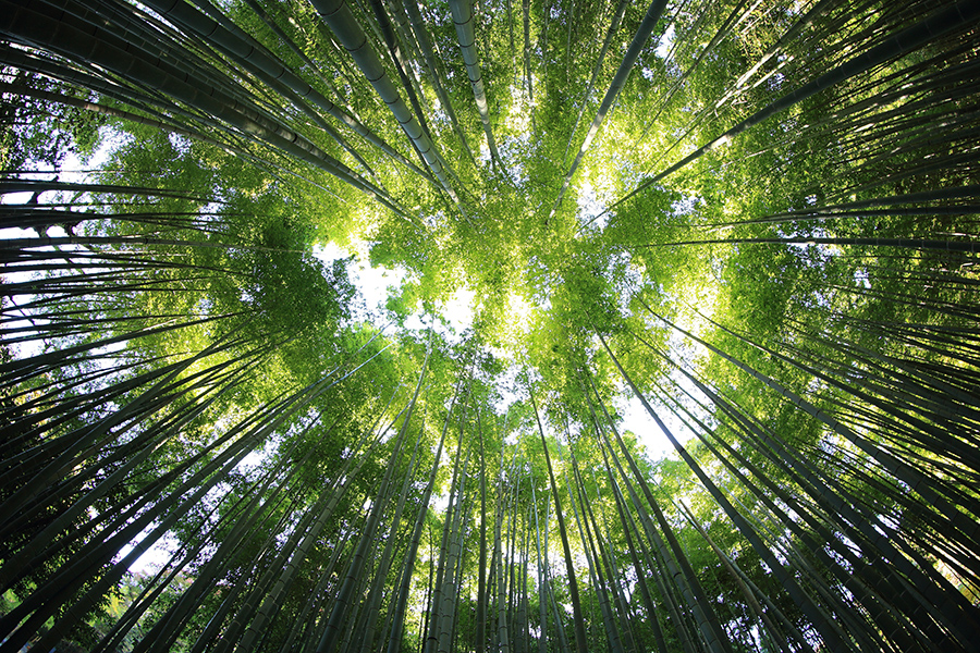 Forest bathing 101 - look up and appreciate the view!