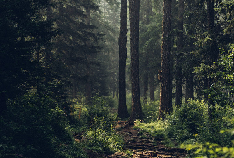 Forest bathing 101: A basic how to - Dr Cyndi Gilbert ND